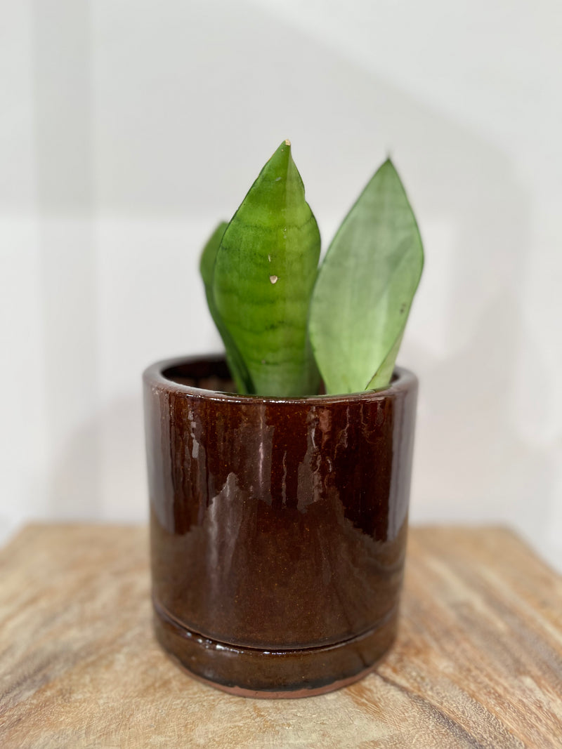 Sansevieria Moonshine