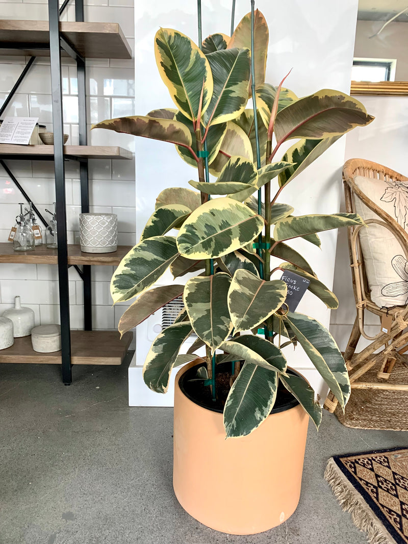 Ficus Elastica Tineke