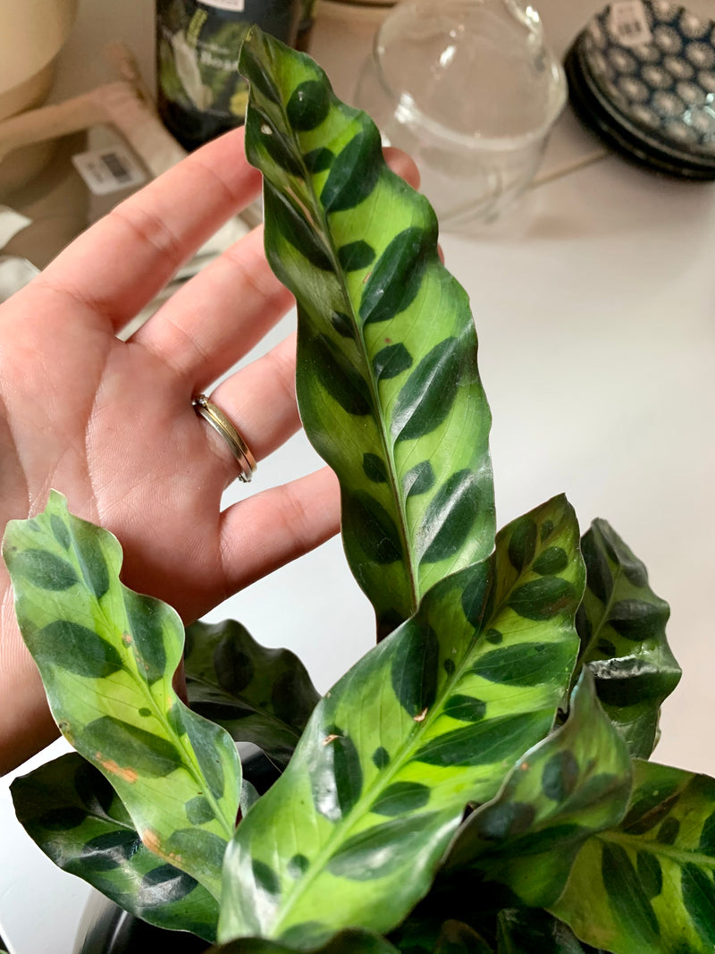 Calathea Lancifolia (Rattlesnake)