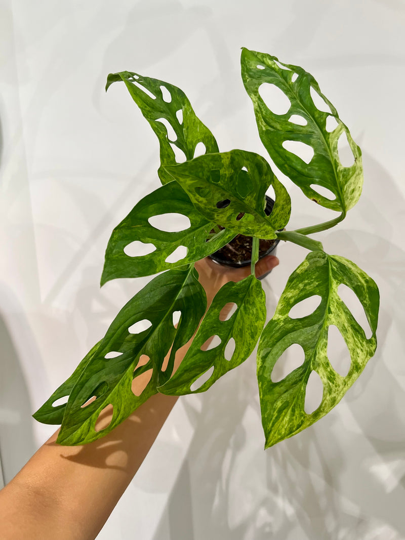 Monstera adansonii Mint