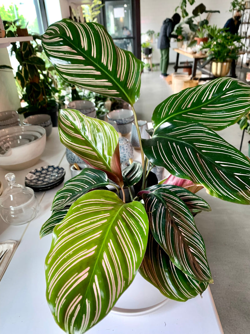 Calathea Ornata