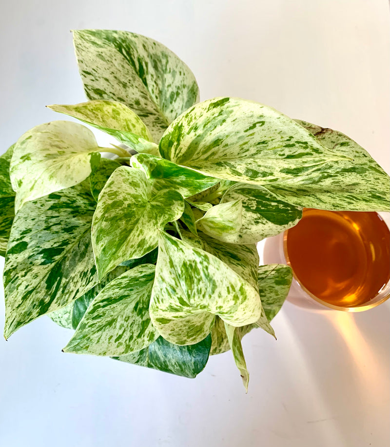 Pothos Marble Queen