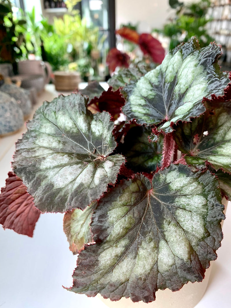 Begonia Rex Dips Tuxedo