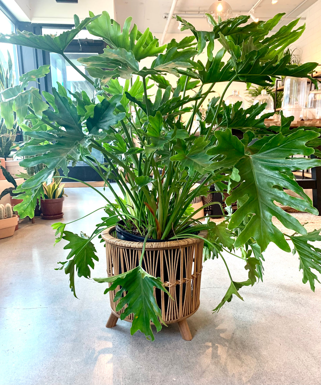 philodendron selloum vs shangri la Philodendron Selloum |Lickety Split-Shangri La – Forget Me Not- Plants&Decor