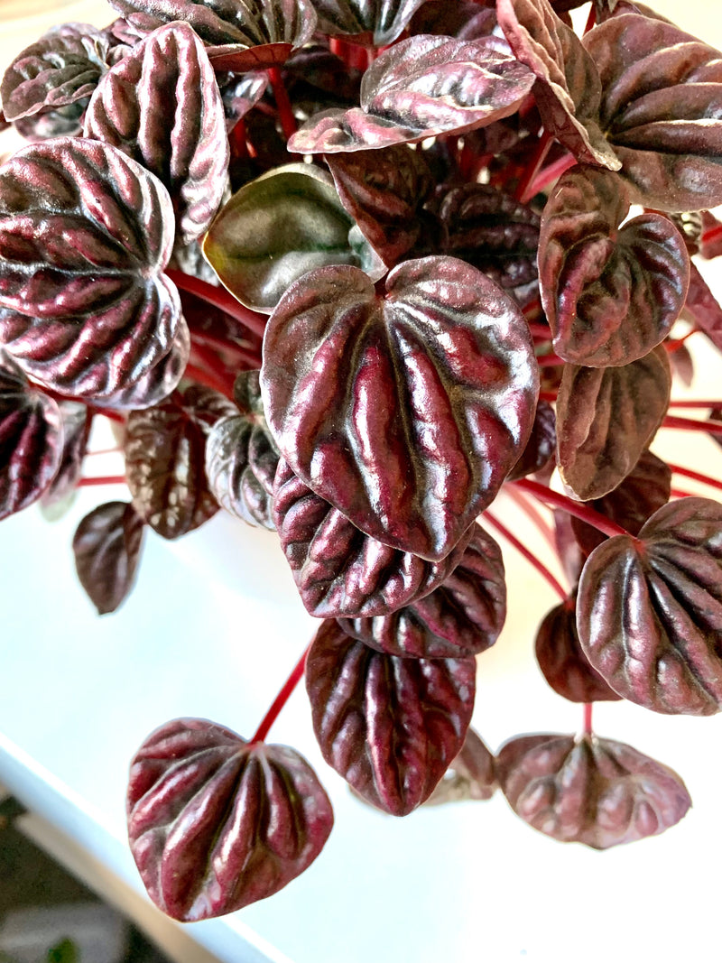 Peperomia Schumi Red