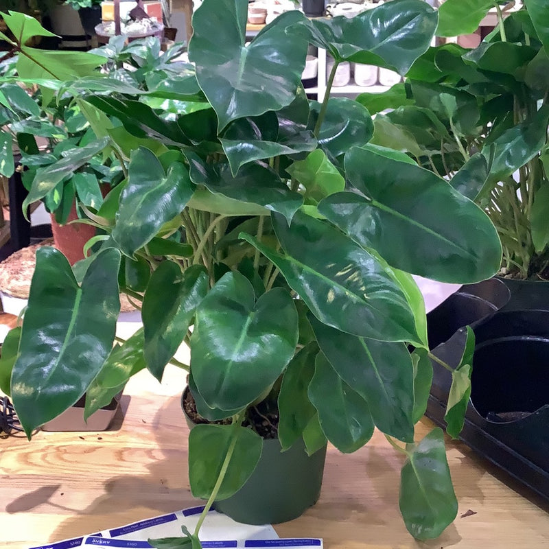 Philodendron &