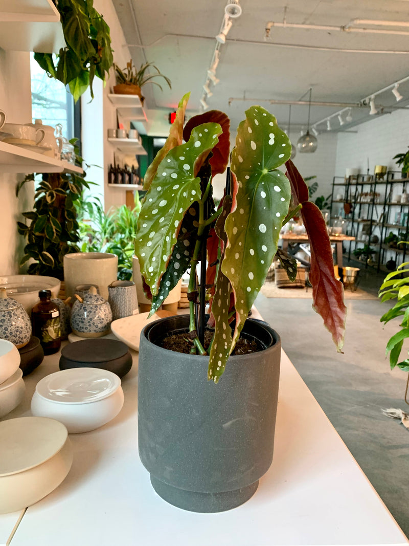 Begonia - Maculata