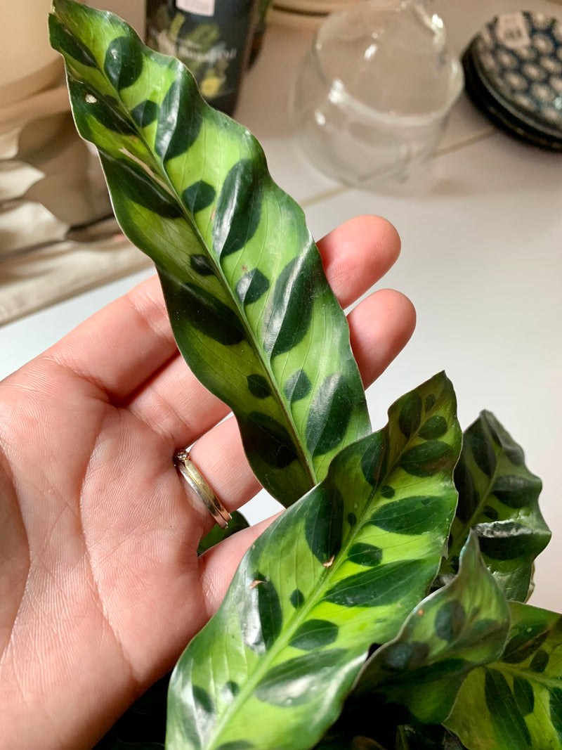 Calathea Lancifolia (Rattlesnake)