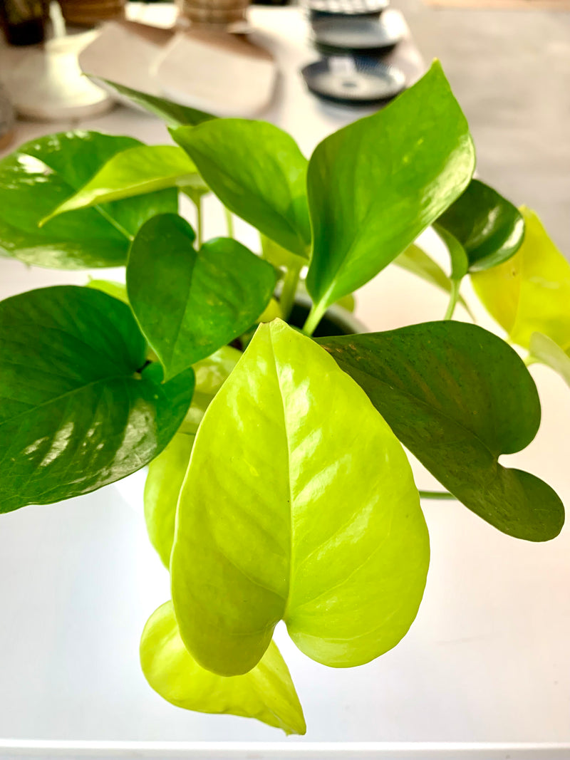 Pothos Neon