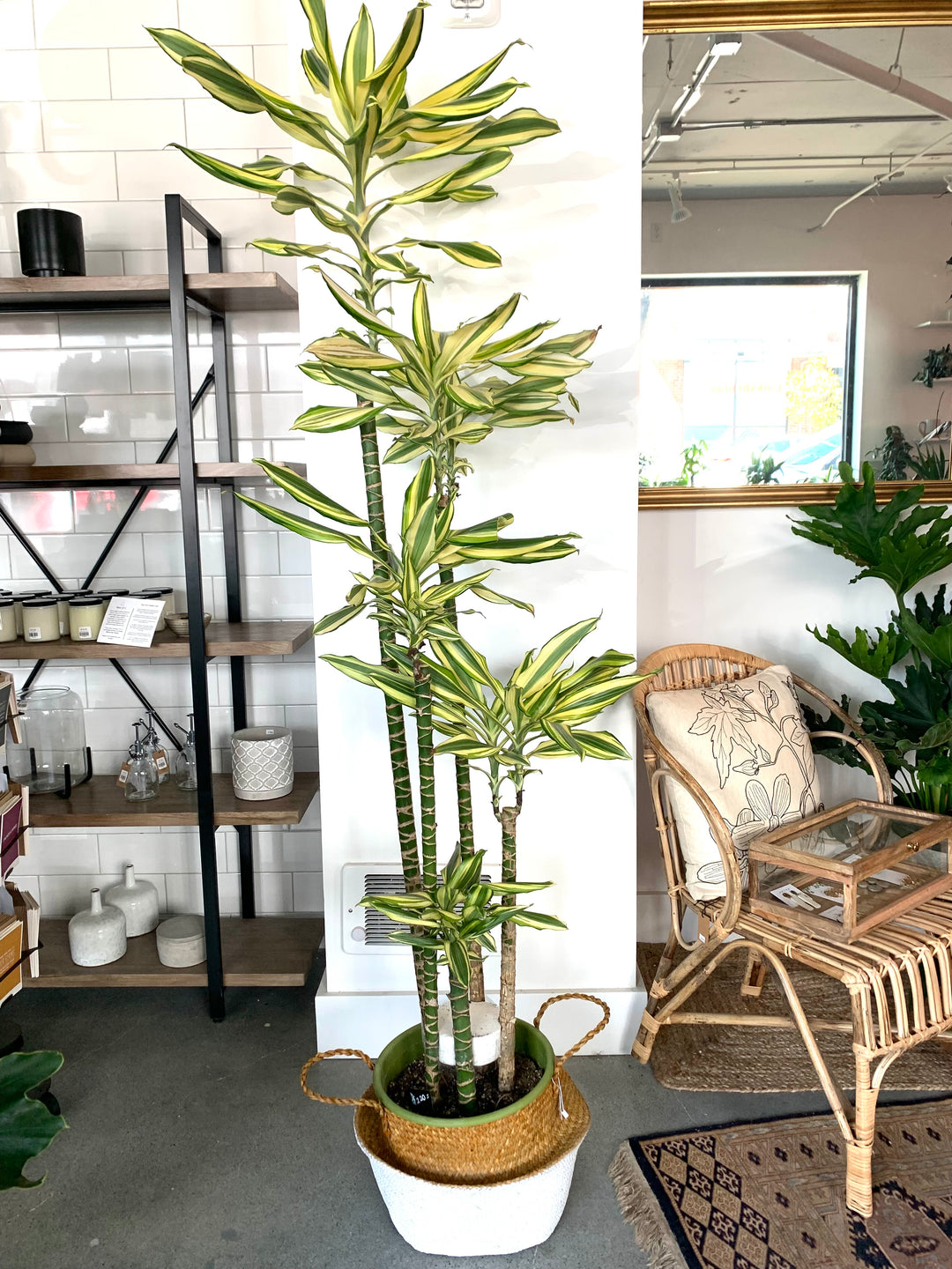 Dracaena
