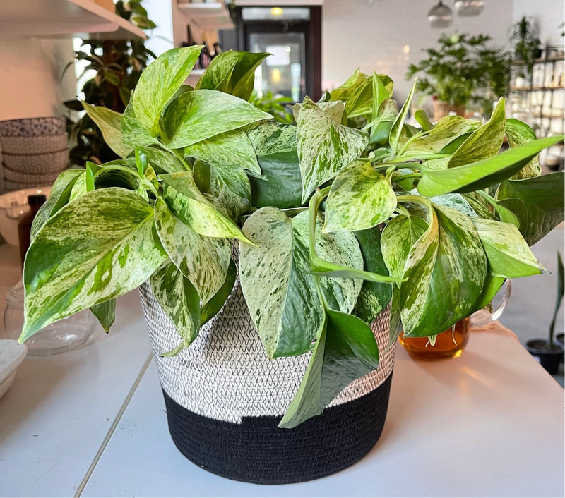 Pothos Marble Queen