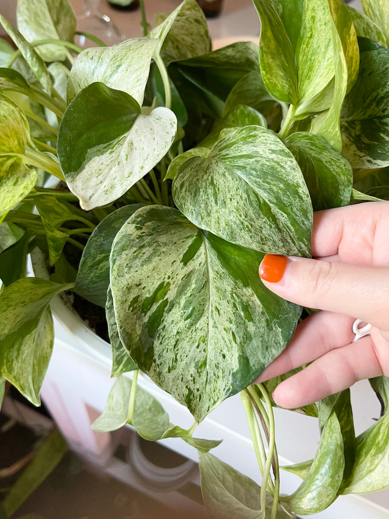 Pothos Marble Queen