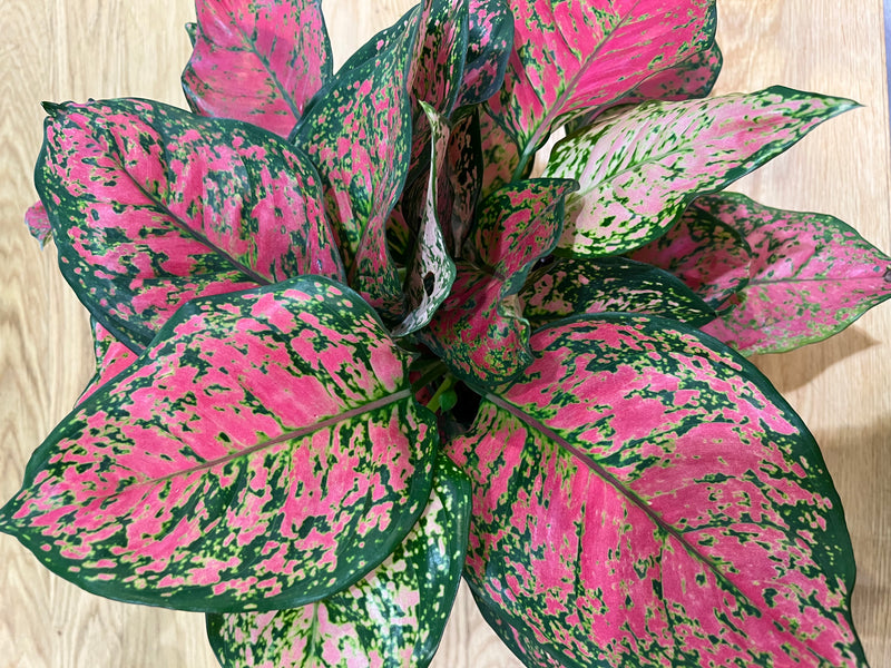 Aglaonema Lady Valentine