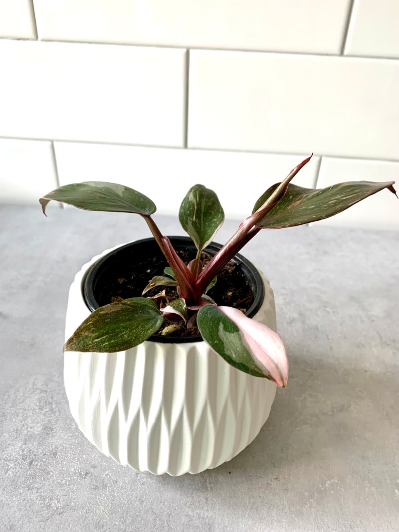 Philodendron Pink Princess