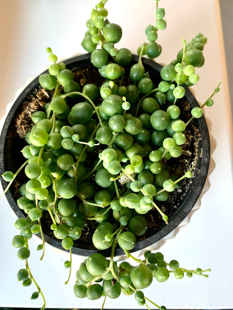 String of Pearls