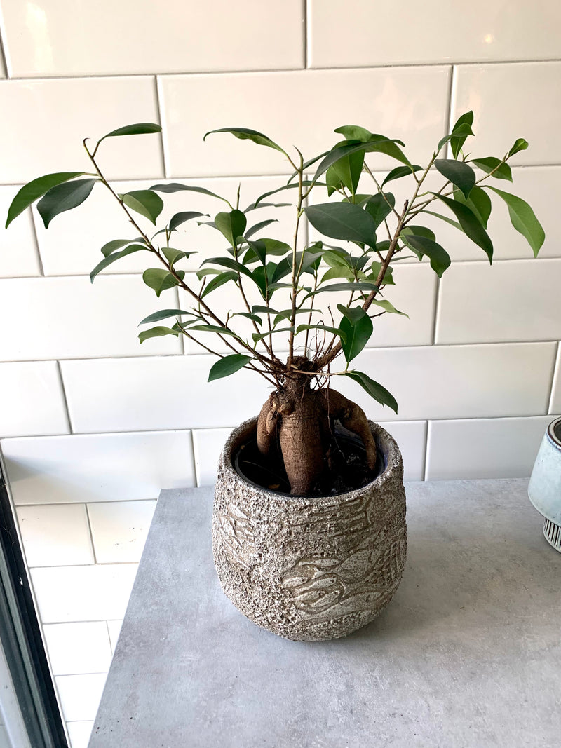 Ficus Ginseng (Bonsai)