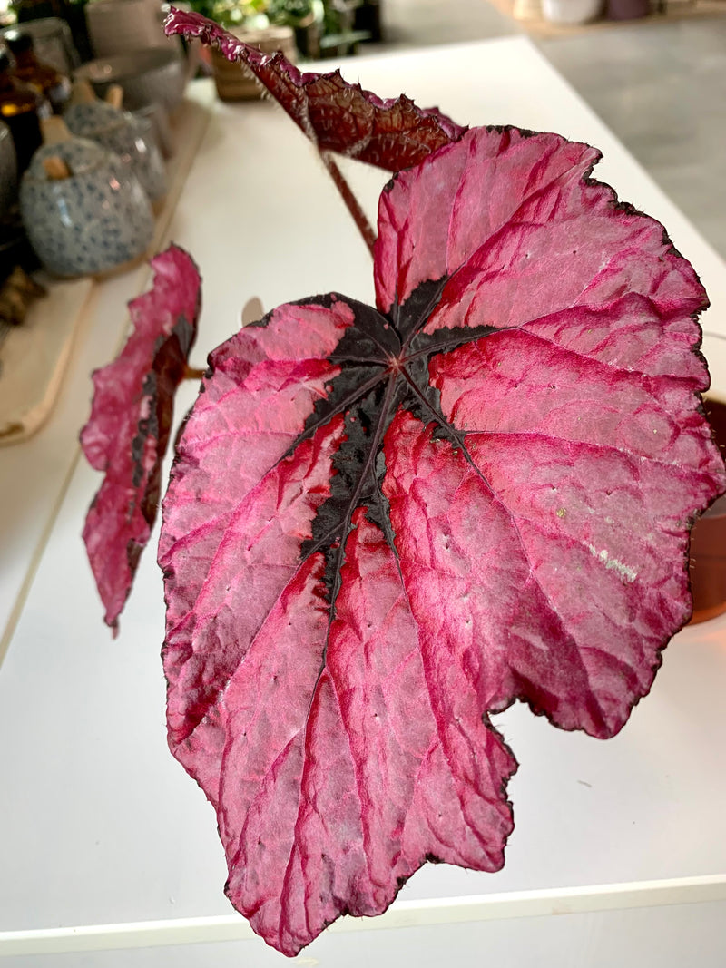 Begonia -Jurassic Rose Splash