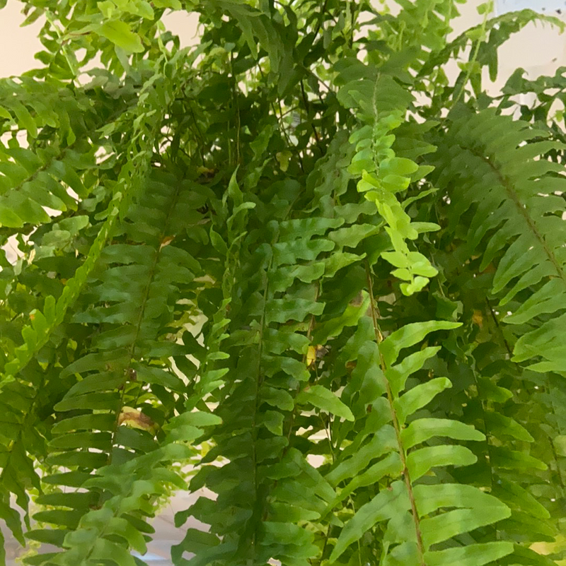 Boston Fern