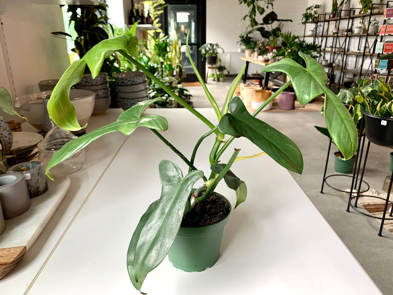 Philodendron Bipennifolium