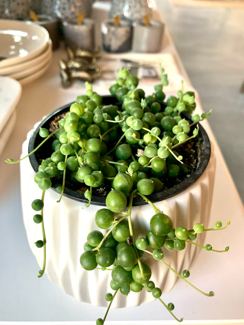 String of Pearls