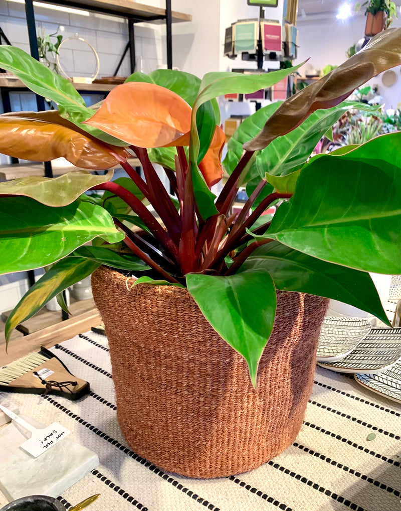 Philodendron Prince of Orange