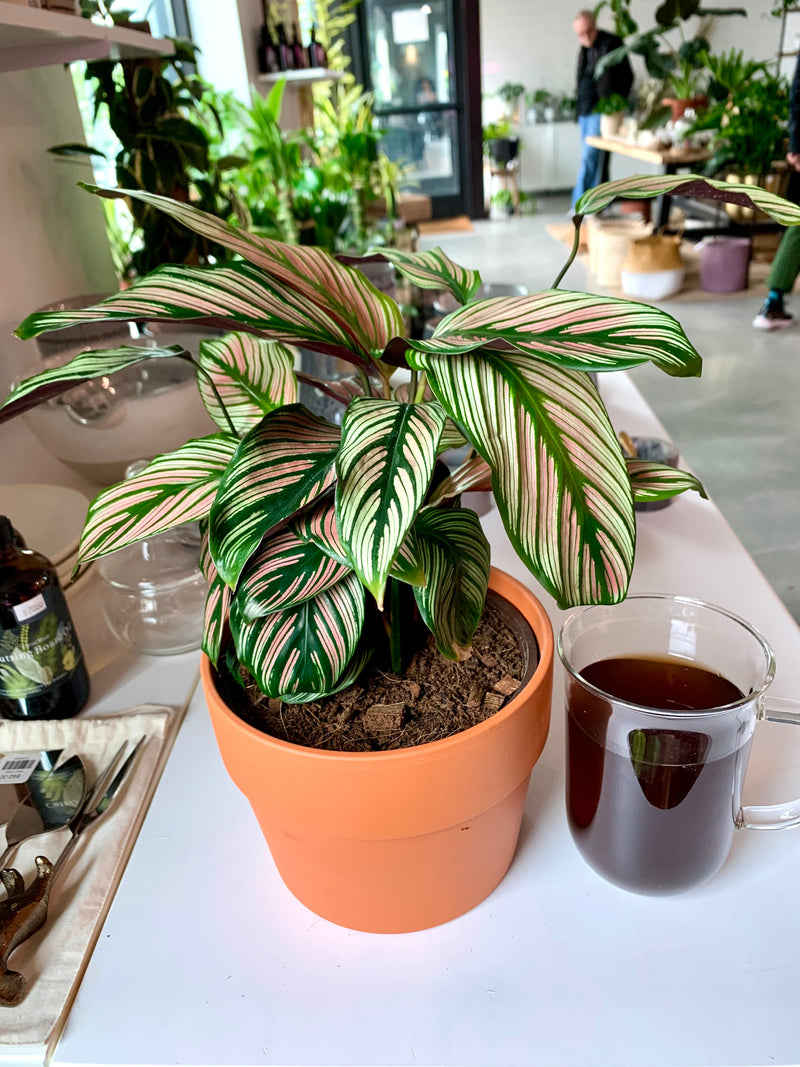 Calathea Majestica White Star