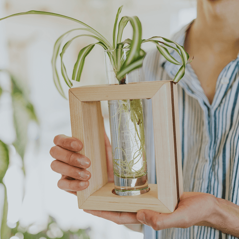 Propagation Frame with Glass Vase